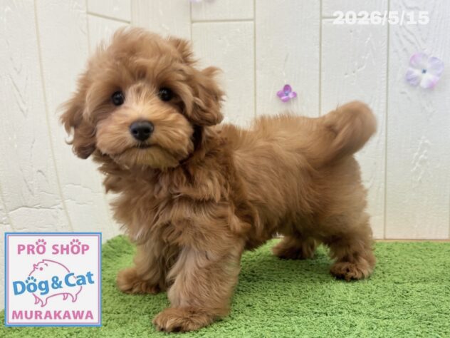 広島県のハーフ犬・ミックス犬 (アミーゴ大町店/2026年2月16日生まれ/女の子/アプリコット)の子犬