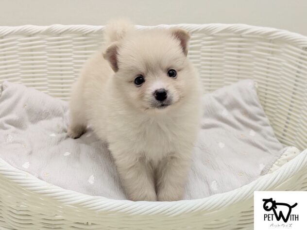 福島県のハーフ犬・ミックス犬 (アミーゴ会津若松店/2026年3月31日生まれ/男の子/クリーム)の子犬