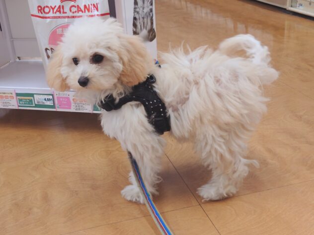 岡山県のハーフ犬・ミックス犬 (アミーゴ中庄店/2026年1月4日生まれ/女の子/クリーム)の子犬の4枚目の画像