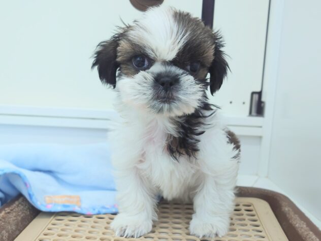 岡山県のシーズー (アミーゴ中庄店/2026年3月23日生まれ/男の子/ホワイトゴールド)の子犬の2枚目の画像
