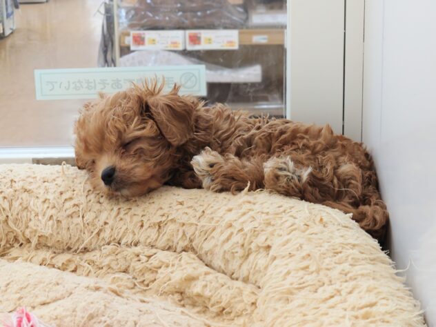 岡山県のハーフ犬・ミックス犬 (アミーゴ中庄店/2026年3月30日生まれ/男の子/レッドフォーン)の子犬の2枚目の画像