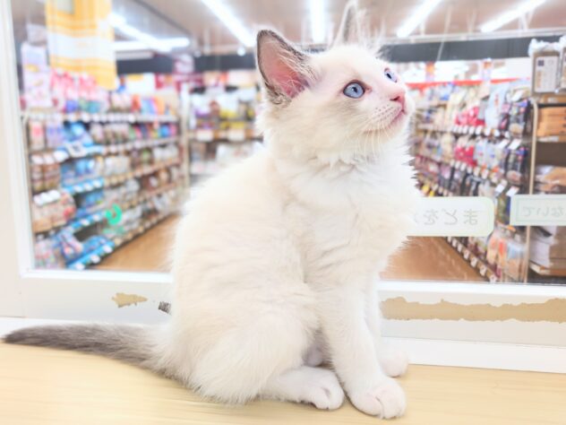 岡山県のラグドール (アミーゴ中庄店/2026年3月25日生まれ/男の子/ブルーパッチドタビーホワイト)の子猫の3枚目の画像