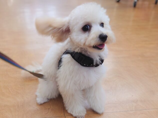 岡山県のハーフ犬・ミックス犬 (アミーゴ中庄店/2026年1月4日生まれ/女の子/クリーム)の子犬の4枚目の画像