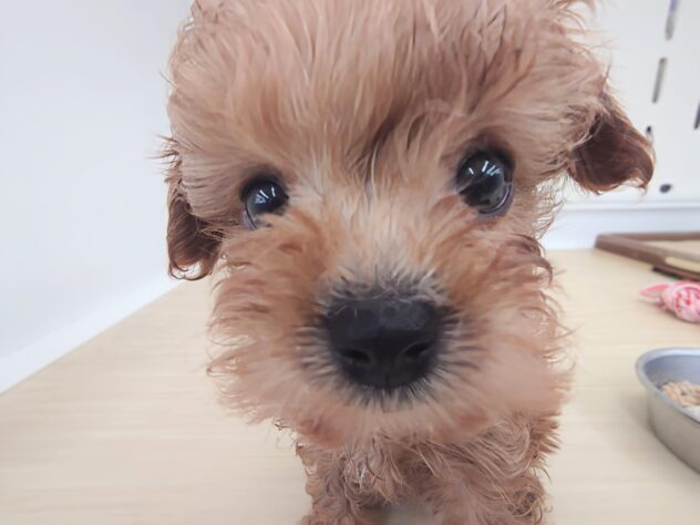 岡山県のハーフ犬・ミックス犬 (アミーゴ中庄店/2026年3月30日生まれ/男の子/レッドフォーン)の子犬の3枚目の画像