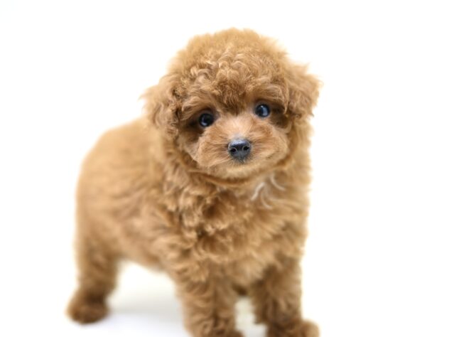 岡山県のトイプードル(トイ) (アミーゴ大安寺店/2026年3月2日生まれ/女の子/レッド)の子犬