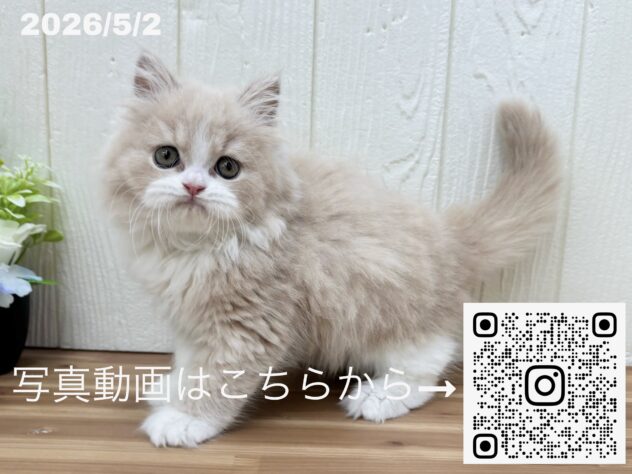 広島県のブリティッシュロングヘアー (アミーゴ大町店/2026年2月19日生まれ/男の子/クリームタビーホワイト)の子猫の3枚目の画像