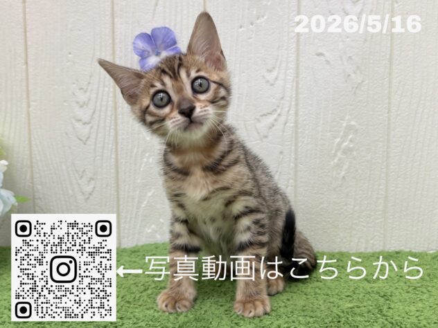 広島県のベンガル (アミーゴ大町店/2026年3月15日生まれ/女の子/ブラウンスポットタビー)の子猫の3枚目の画像