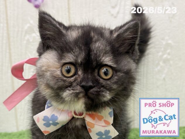 広島県のハーフ猫・ミックス猫 (アミーゴ大町店/2026年3月19日生まれ/女の子/トーティーシェル)の子猫の1枚目の画像