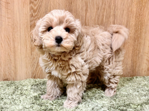 広島県のハーフ犬・ミックス犬 (アミーゴ広島商工センター店/2026年3月15日生まれ/女の子/フォーン)の子犬の2枚目の画像