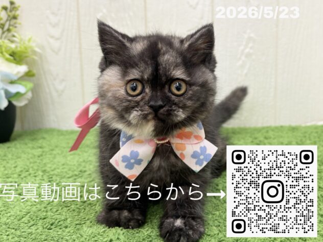 広島県のハーフ猫・ミックス猫 (アミーゴ大町店/2026年3月19日生まれ/女の子/トーティーシェル)の子猫の3枚目の画像