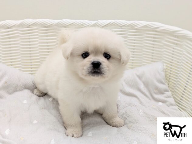 福島県のハーフ犬・ミックス犬 (アミーゴ会津若松店/2026年3月31日生まれ/女の子/06 ホワイト系)の子犬