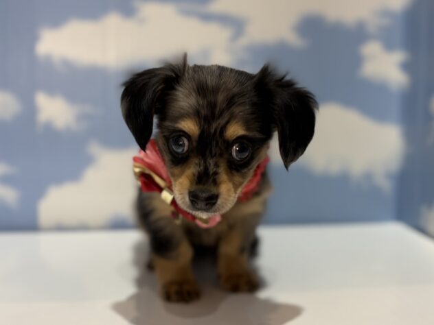 山形県のハーフ犬・ミックス犬 (アミーゴ山形南店/2026年3月27日生まれ/男の子/シルバーダップル)の子犬の1枚目の画像