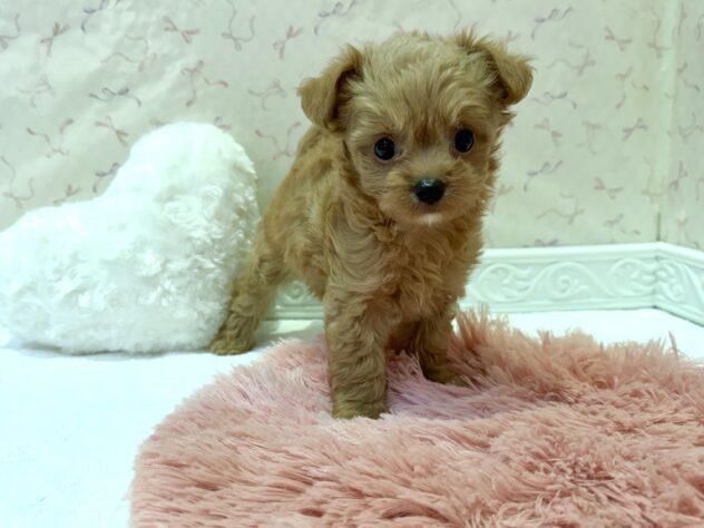 福島県のハーフ犬・ミックス犬 (アミーゴ本宮店/2026年3月31日生まれ/男の子/アプリコット)の子犬