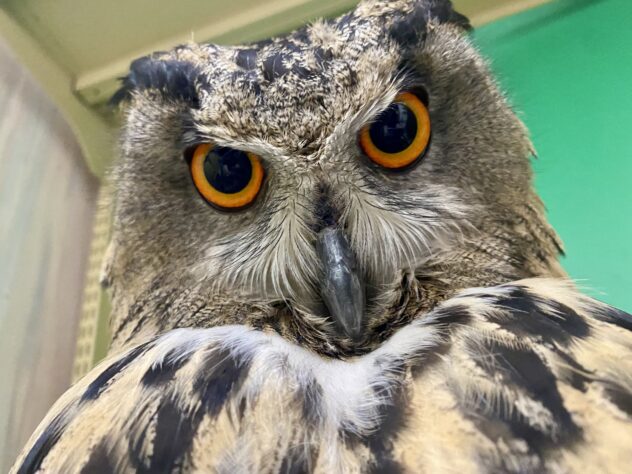 ユーラシアワシミミズクの剥製 約60cm ネット通販