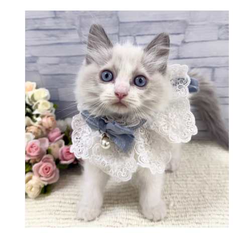 山口県のラグドール (アミーゴ周南店/2026年3月24日生まれ/男の子/ブルーポイントバイカラー)の子猫の1枚目の画像