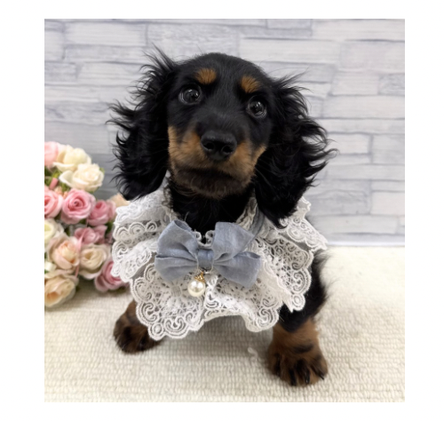 山口県のミニチュアダックスフンド(ロング) (アミーゴ周南店/2026年2月18日生まれ/男の子/ブラックタン)の子犬の2枚目の画像