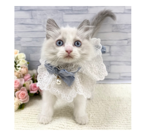 山口県のラグドール (アミーゴ周南店/2026年3月24日生まれ/男の子/ブルーポイントバイカラー)の子猫の2枚目の画像