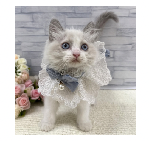 山口県のラグドール (アミーゴ周南店/2026年3月24日生まれ/男の子/ブルーポイントバイカラー)の子猫の3枚目の画像