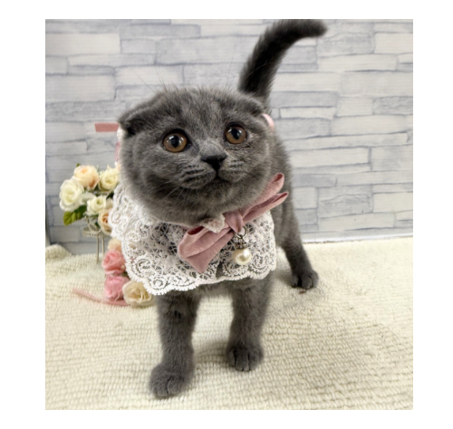 山口県のスコティッシュフォールド (アミーゴ周南店/2026年3月24日生まれ/女の子/ブルー)の子猫の2枚目の画像