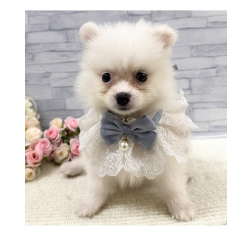山口県のポメラニアン (アミーゴ周南店/2026年4月1日生まれ/男の子/クリーム)の子犬の3枚目の画像