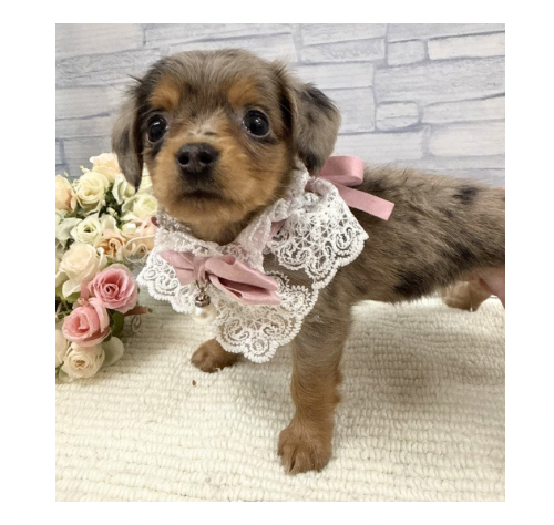 山口県のハーフ犬・ミックス犬 (アミーゴ周南店/2026年3月28日生まれ/女の子/シルバーダップル)の子犬の1枚目の画像