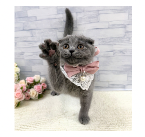 山口県のスコティッシュフォールド (アミーゴ周南店/2026年3月24日生まれ/女の子/ブルー)の子猫の3枚目の画像