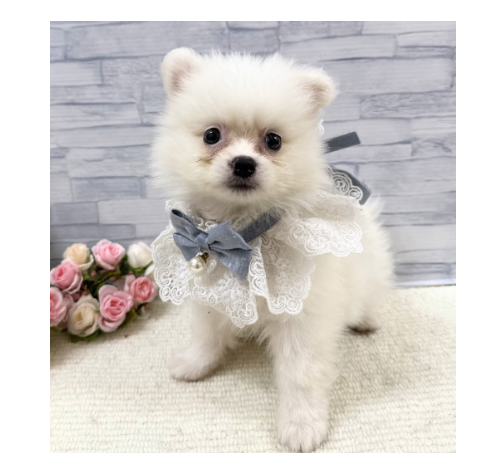 山口県のポメラニアン (アミーゴ周南店/2026年4月1日生まれ/男の子/クリーム)の子犬の2枚目の画像