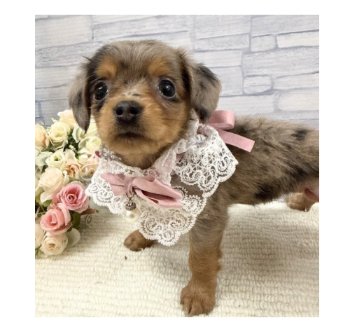 山口県のハーフ犬・ミックス犬 (アミーゴ周南店/2026年3月28日生まれ/女の子/シルバーダップル)の子犬の3枚目の画像