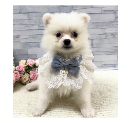 山口県のポメラニアン (アミーゴ周南店/2026年4月1日生まれ/男の子/クリーム)の子犬の1枚目の画像