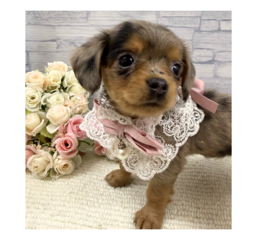 山口県のハーフ犬・ミックス犬 (アミーゴ周南店/2026年3月28日生まれ/女の子/シルバーダップル)の子犬の2枚目の画像