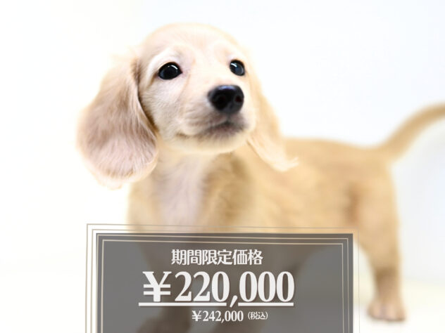 岡山県のミニチュアダックスフンド(ロング) (アミーゴ大安寺店/2026年3月2日生まれ/男の子/イエロー)の子犬の1枚目の画像