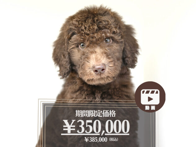 岡山県のスタンダードプードル (アミーゴ大安寺店/2026年2月24日生まれ/男の子/ブラウン)の子犬の1枚目の画像