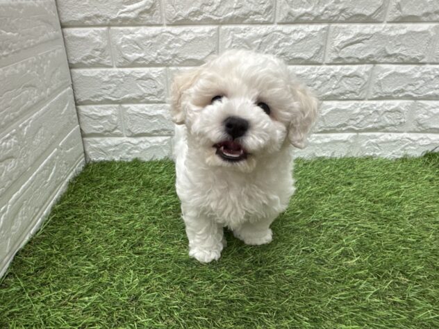 新潟県のビションフリーゼ (アミーゴ新潟小新店/2026年3月9日生まれ/女の子/ホワイト)の子犬