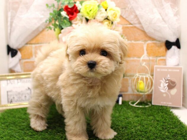 兵庫県のハーフ犬・ミックス犬 (ペット・プラザ アミーゴ三田店/2026年3月10日生まれ/女の子/クリーム)の子犬の2枚目の画像