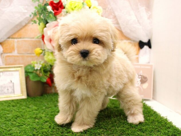 兵庫県のハーフ犬・ミックス犬 (ペット・プラザ アミーゴ三田店/2026年3月10日生まれ/女の子/クリーム)の子犬の3枚目の画像