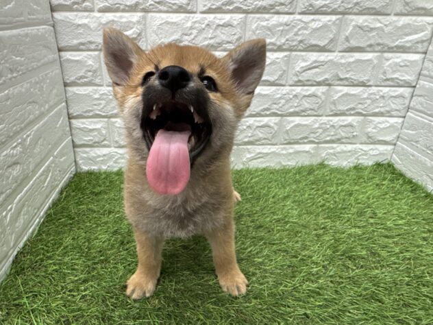 新潟県の柴犬(標準サイズ) (アミーゴ新潟小新店/2026年2月23日生まれ/男の子/赤)の子犬の4枚目の画像
