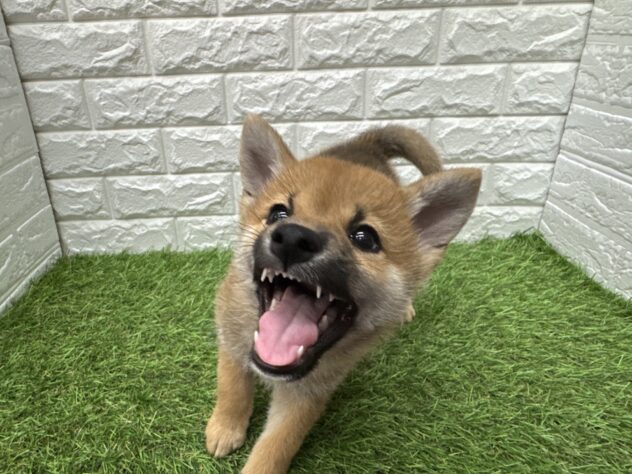 新潟県の柴犬(標準サイズ) (アミーゴ新潟小新店/2026年2月23日生まれ/男の子/赤)の子犬の3枚目の画像