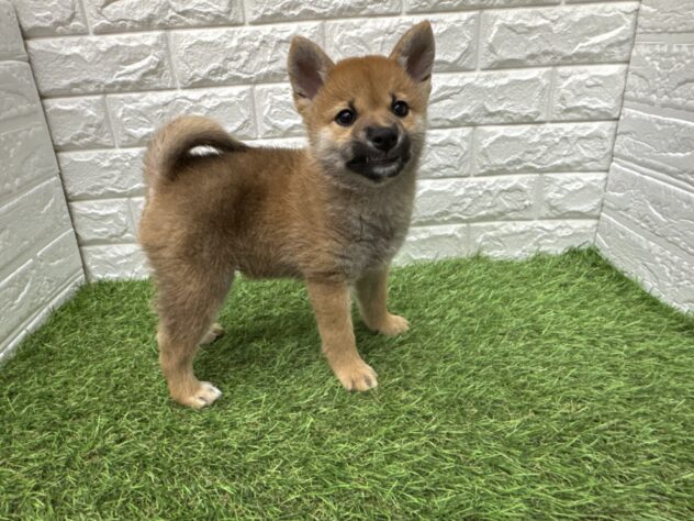 新潟県の柴犬(標準サイズ) (アミーゴ新潟小新店/2026年2月23日生まれ/男の子/赤)の子犬の2枚目の画像