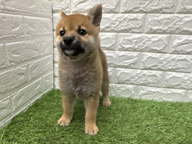 新潟県の柴犬(標準サイズ) (アミーゴ新潟小新店/2026年2月23日生まれ/男の子/赤)の子犬