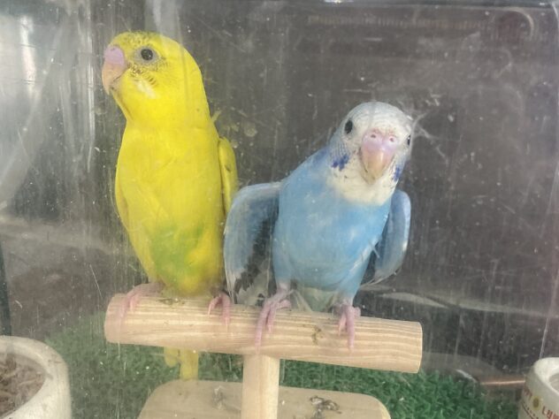 セキセイインコ | ペットワールド アミーゴ