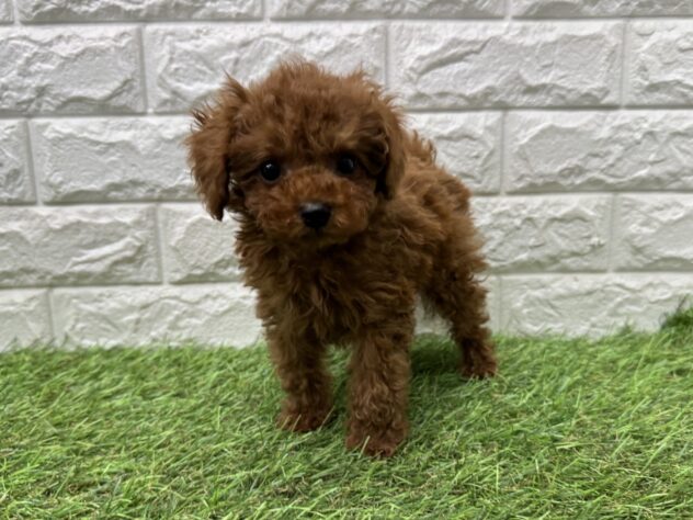 新潟県のトイプードル(トイ) (アミーゴ新潟小新店/2026年3月5日生まれ/男の子/レッド)の子犬の1枚目の画像
