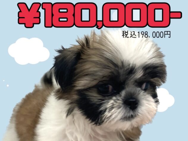 岡山県のシーズー (アミーゴ津山店/2026年3月23日生まれ/男の子/ホワイトゴールド)の子犬