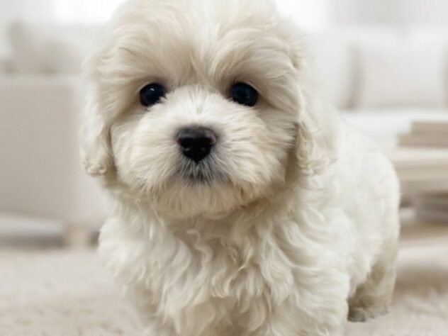 岡山県のハーフ犬・ミックス犬 (アミーゴ津山店/2026年3月29日生まれ/女の子/クリーム)の子犬