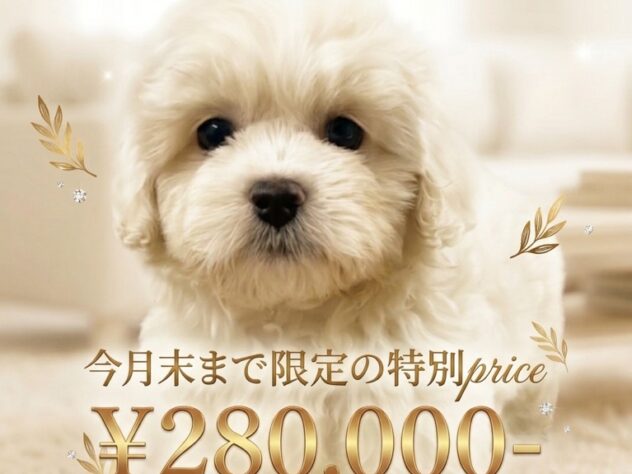 岡山県のハーフ犬・ミックス犬 (アミーゴ津山店/2026年3月29日生まれ/女の子/クリーム)の子犬