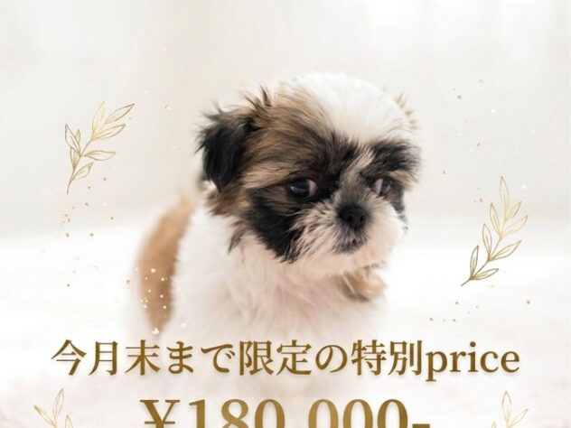 岡山県のシーズー (アミーゴ津山店/2026年3月23日生まれ/男の子/ホワイトゴールド)の子犬