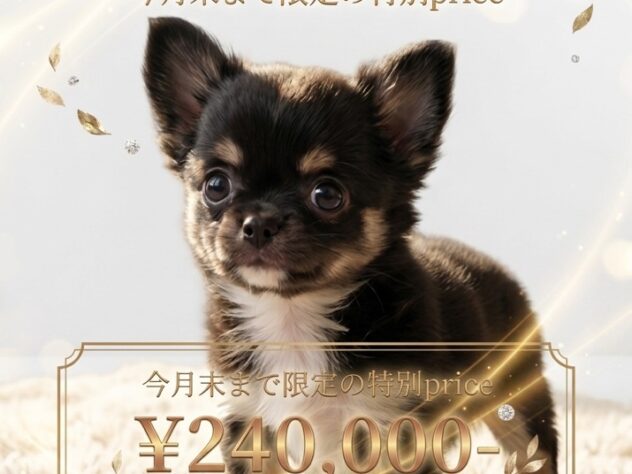 岡山県のチワワ(ロング) (アミーゴ津山店/2026年3月31日生まれ/男の子/ブラックタンホワイト)の子犬