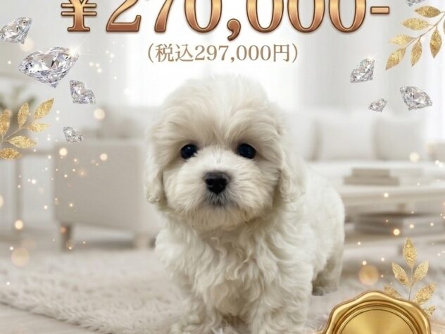 岡山県のハーフ犬・ミックス犬 (アミーゴ津山店/2026年3月29日生まれ/女の子/クリーム)の子犬