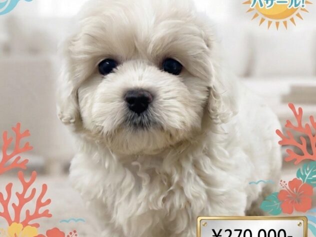 岡山県のハーフ犬・ミックス犬 (アミーゴ津山店/2026年3月29日生まれ/女の子/クリーム)の子犬