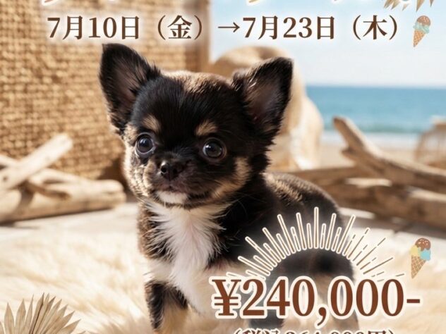 岡山県のチワワ(ロング) (アミーゴ津山店/2026年3月31日生まれ/男の子/ブラックタンホワイト)の子犬