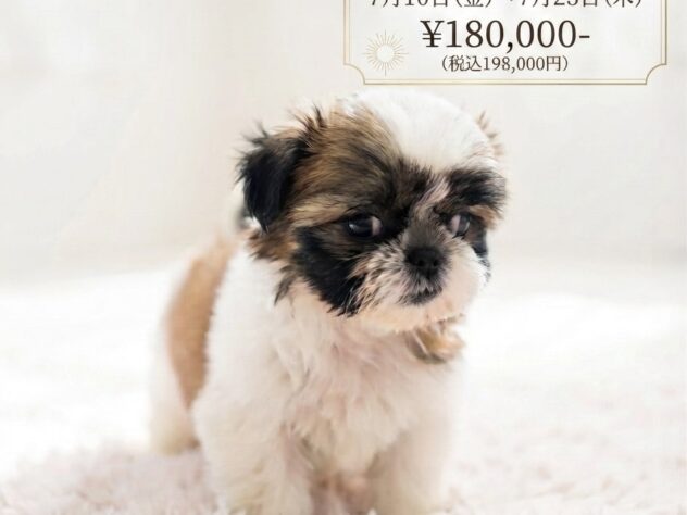岡山県のシーズー (アミーゴ津山店/2026年3月23日生まれ/男の子/ホワイトゴールド)の子犬